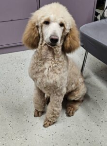 Kutyakozmetika csepel - Füge