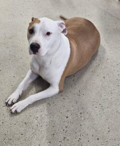 Kutyakozmetika csepel - Leila