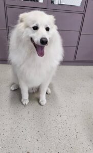 Szőrápolás kutyáknak