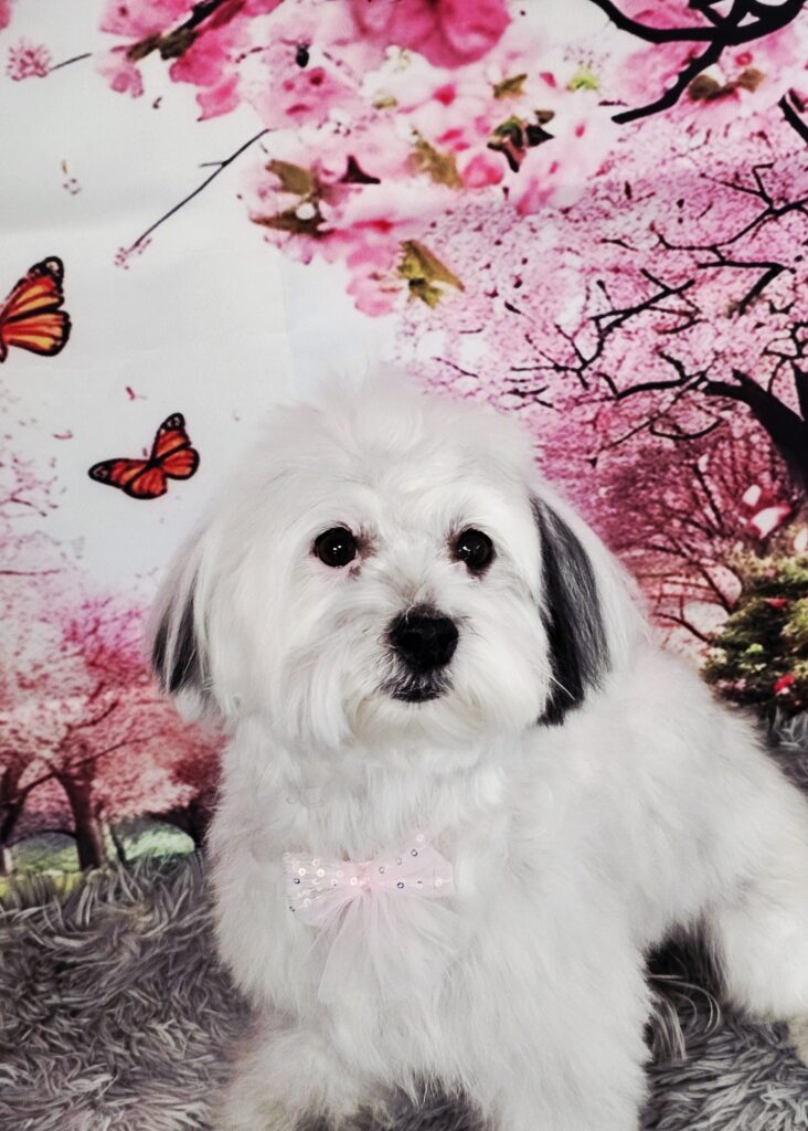 Szőrápolás kutyáknak - Lili